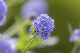 blue spring by Tania Perneel