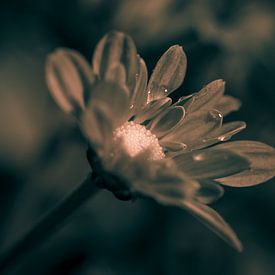 Flower in its full glory by Menno Janzen