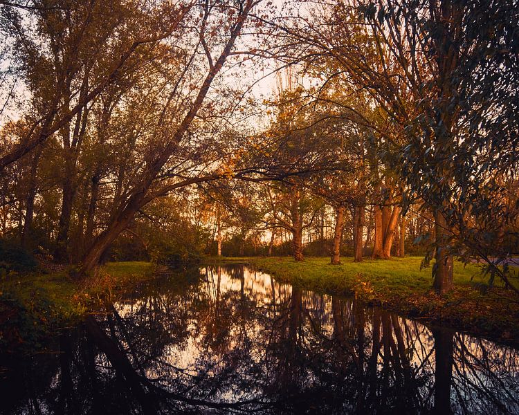 Autumn in the urban forest by Pensierino by Barbara