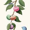 Macaron Plant by Jonas Loose