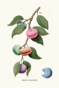 Macaron plant van Jonas Loose