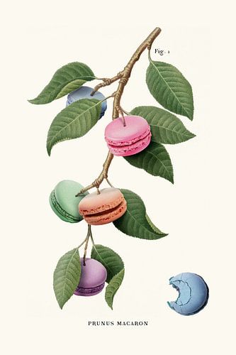 Macaron Plant
