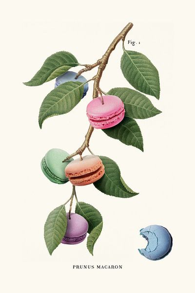 Macaron Plant by Jonas Loose