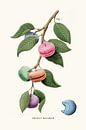 Macaron Plant by Jonas Loose thumbnail