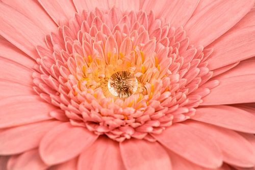 Orange/pink gerbera with water drop