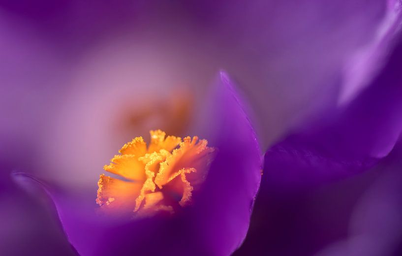 Detail van een krokus van Caroline Wirtz