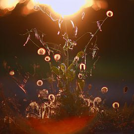 Le bouquet de fleurs comme pure abstraction sur Rick Groenewegen