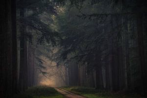 Morning mist in the dark forest