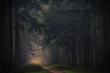 Ochtendmist in het donkere bos