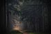 Morgennebel im dunklen Wald von Moetwil en van Dijk - Fotografie