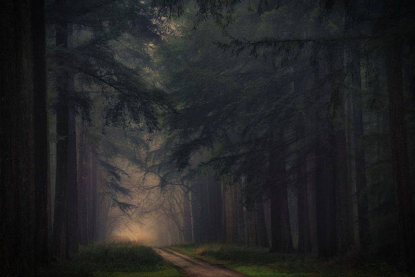 Morning mist in the dark forest by Moetwil en van Dijk - Fotografie