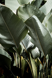 Tropische Blätter im grünen botanischen Lichtspiel von Femke Ketelaar