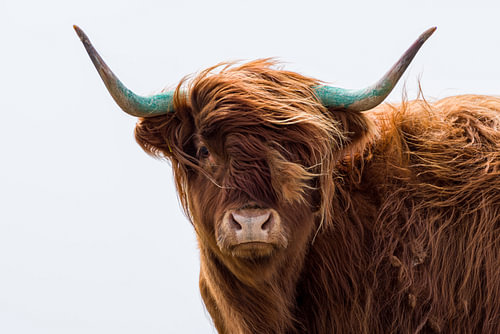 Scottish Highland cattle on Langeoog – a breeze by the North Sea