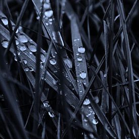 Raindrops on grass van Carlien Hartgerink