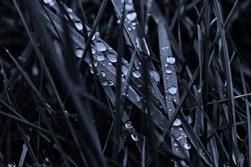 Raindrops on grass van Carlien Hartgerink
