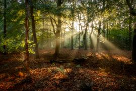 Sunbeams by Connie de Graaf