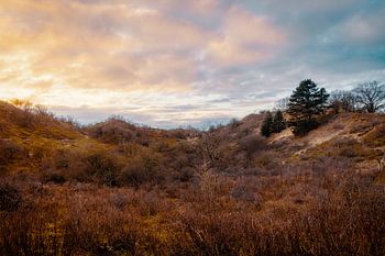 Meijendel-Sonnenuntergang