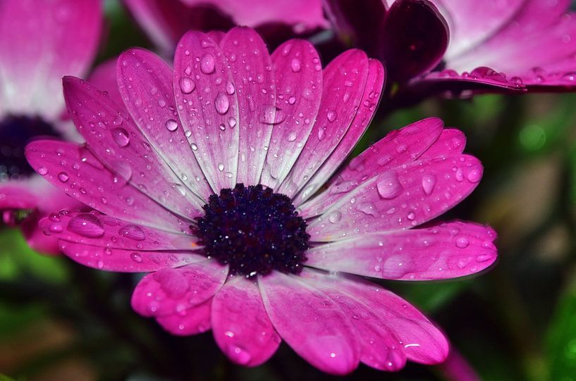 Fleur de midi après la pluie par Edgar Schermaul