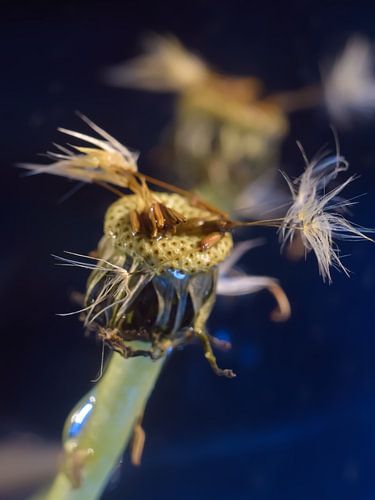 paardenbloem ,uitgebloeid , macrofotografie,marine blauw