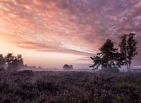 Ochtendglorie
