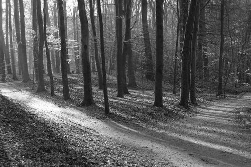 Dreieck von Frans Kuit