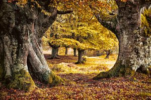 Ent-er von Lars van de Goor