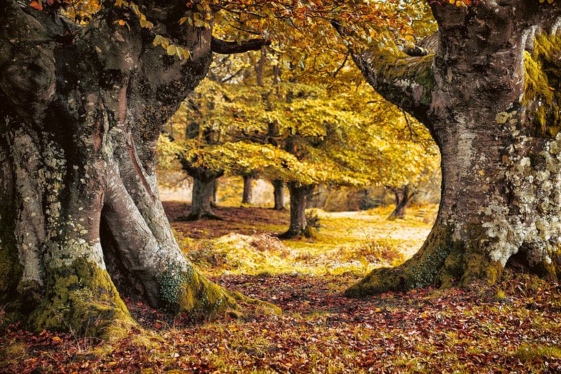 Ent-er par Lars van de Goor