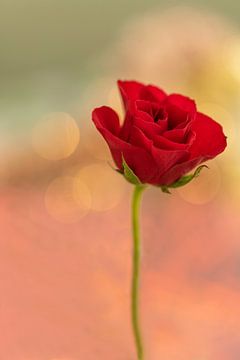 Rose of love, rode roos van Cocky Anderson