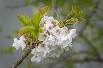 Japanse abrikoos van didier de borle