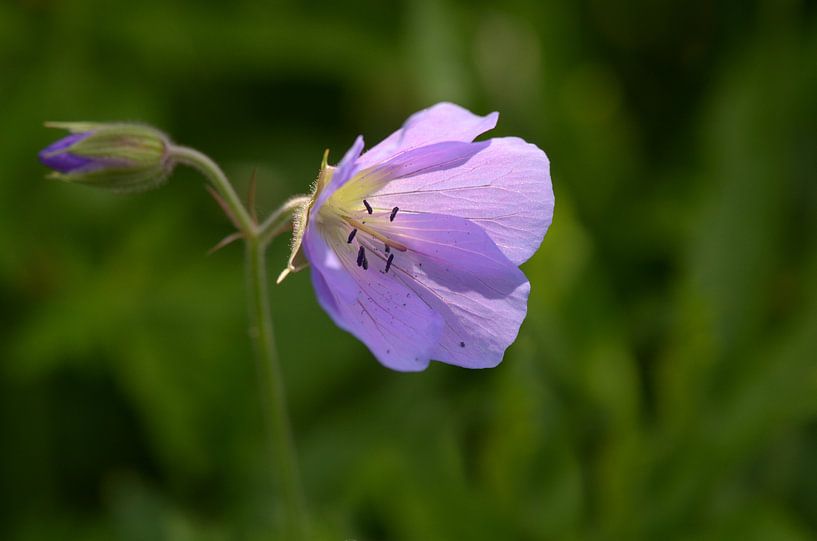 Heraut. by Margo Biewinga