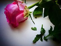 Roze roos