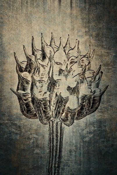 Trollblume - Trollius europaeus von Christophe Fruyt