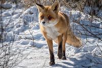 Le renard curieux