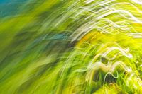 swaying grass