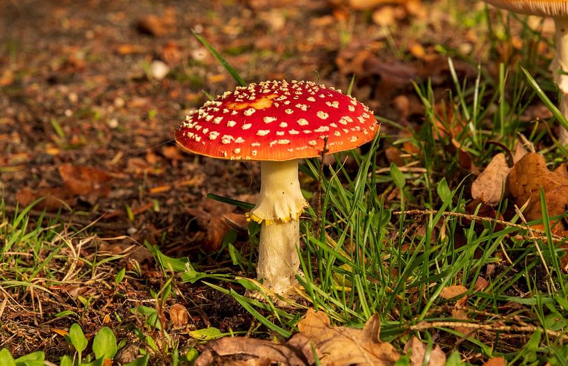Fly agaric (Mushroom) by Merijn Loch