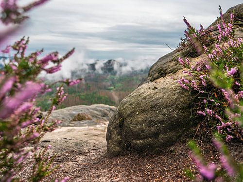 Kleiner Winterberg, Saxon Switzerland - Rock with heather