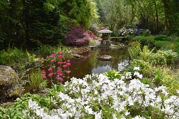 Japanse tuin in het voorjaar van Susan Dekker