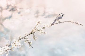 Start of spring by Ellinor Creation