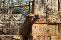 dromedaris om het hoekje