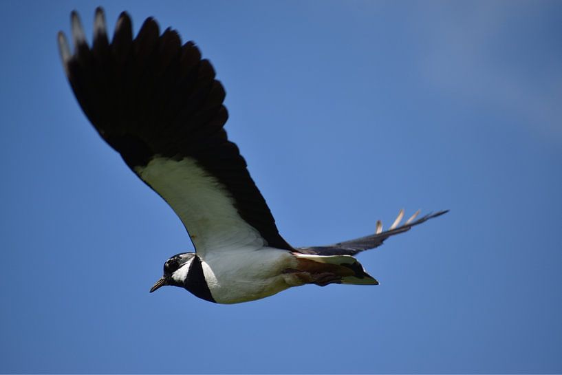 The flying lapwing by Laurens Balvert
