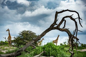 Giraffen in Makgadikgadi National park - Botswana van Paula Romein