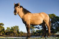 Konikpaard mooi in het landschap van Natuurpracht   Kees Doornenbal thumbnail