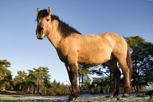Konikpaard mooi in het landschap