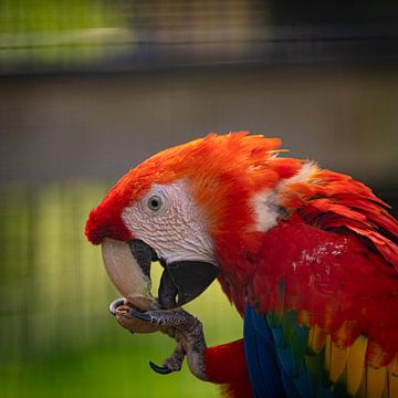 Papagaai van Bas Schneider