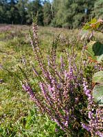 Heidelandschaft im Wald