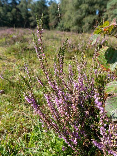 bruyère dans la forêt sur ronald Bergen Bravenboer