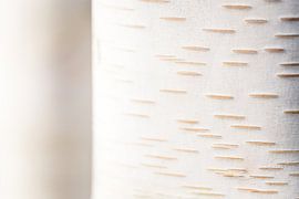 Structuur in wit - Himalaya-berken van Patrick Kilb