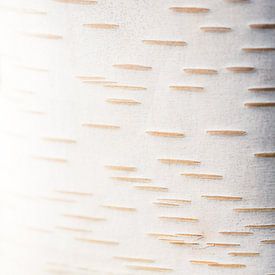 Structure en blanc - Bouleaux de l'Himalaya sur Patrick Kilb