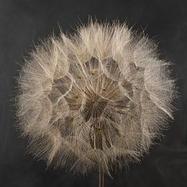 Elegant nature – A Tragopogon’s fluffy head against a smoky background by Marjolijn van den Berg