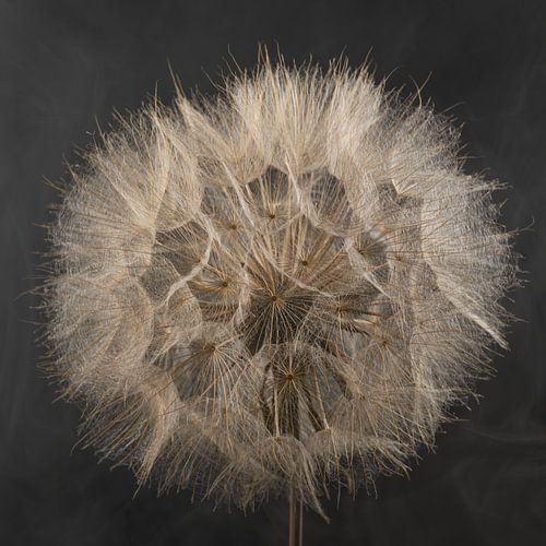 Une nature chic - La boule duveteuse d'un Tragopogon sur fond fumé sur Marjolijn van den Berg
